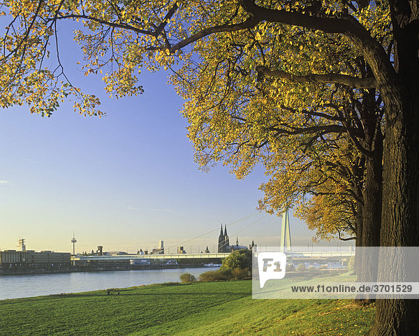 Kölnpanorama im Herbst  Dom  Severinsbrücke  Rheinufer  Köln  Nordrhein-Westfalen  Deutschland