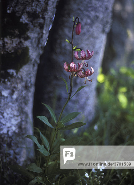 Türkenbundlilie (Lilium martagon)  Creux du Van  Schweizer Jura  Schweiz