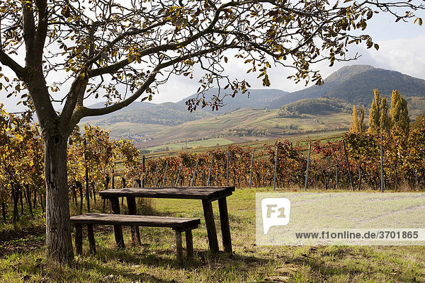 Landscape of the German Wine Route in autumn  Southern Palatinate  Pfalz  Rhineland-Palatinate  Germany  Europe