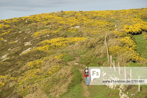 Wanderin auf Pfad  blühender Ginster  Pembrokeshire  Wales  Großbritannien  Europa