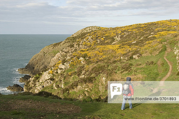 Wanderin wandert entlang Küste  Pfad  Coastpath  Pembrokeshire  Wales  Großbritannien  Europa