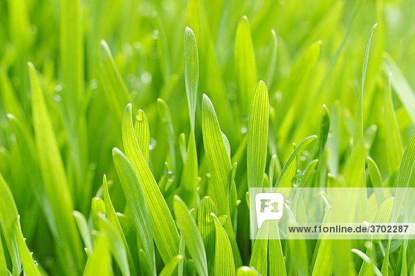 Young wheat grass (Triticum)