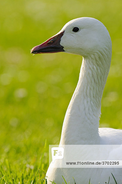 Domestic goose (Anser anser f. domestica)