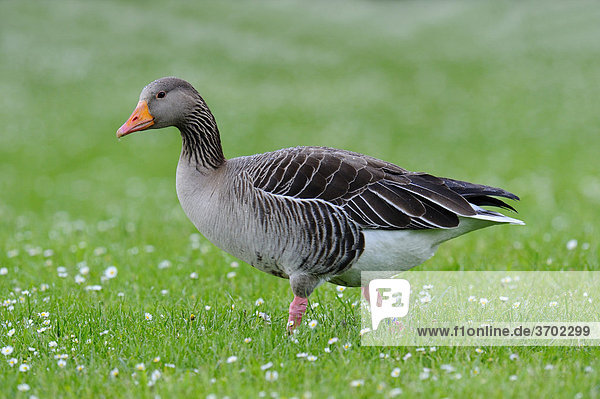 Greylag goose (Anser anser)