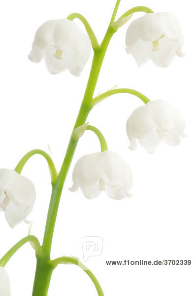 Lily of the Valley (Convallaria majalis)