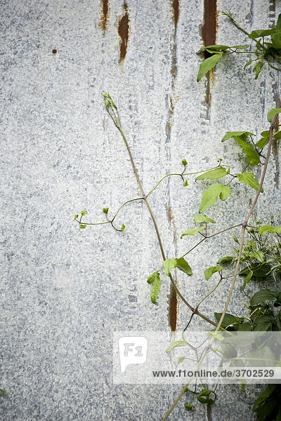 Pflanze wuchert über Mauer