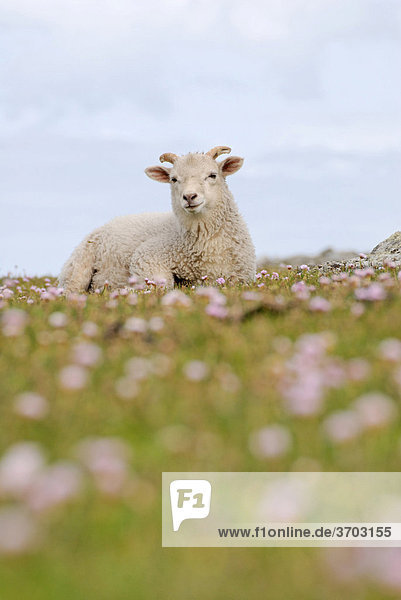 Junger Schafbock liegt in Wiese mit Grasnelken  Fair Isle  Shetland  Großbritannien  Europa