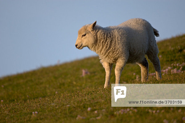 Junges Schaf im Abendlicht  nach links schauend  Fair Isle  Shetland  Großbritannien  Europa