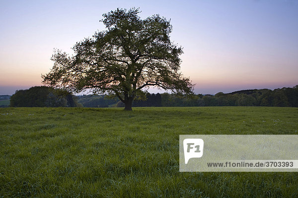 Baum  Landschaft  Abenddämmerung