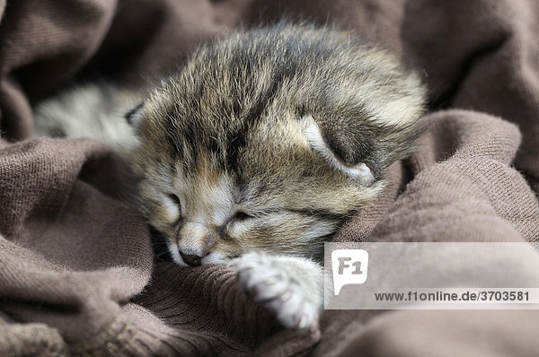 Kitten  European Shorthair cat