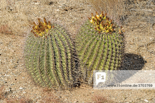 Barrel Cactus (Echinocactus grusonii)  auch Schwiegermutterstuhl genannt  mit gelben Früchten  Tucson  Arizona  USA