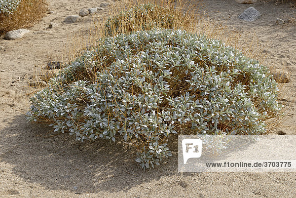 Brittlebush (Encelia farinosa)  typische Wüstenpflanze Nordamerikas  Anza Borrega Desert State Park  Südkalifornien  Kalifornien  USA