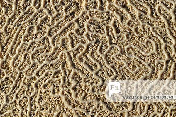 Struktur einer Hirnkoralle (Diploria strigosa)  am Sandstrand angespült  Insel St. Croix  US Virgin Islands  USA