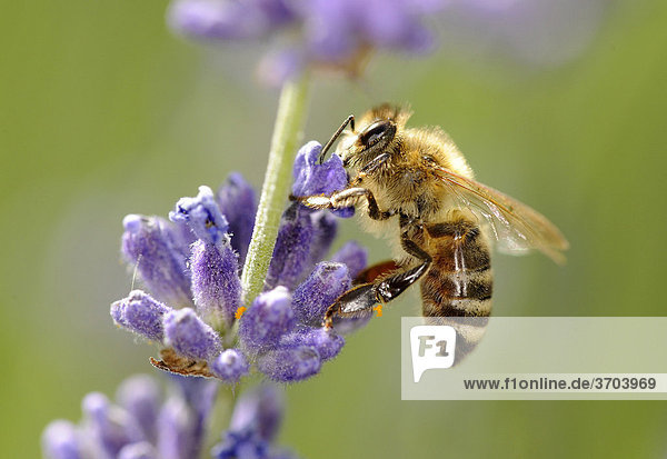 Nahrungsaufnahme Honigbiene (Apis) auf Echtem Lavendel (Lavandula angustifolia)