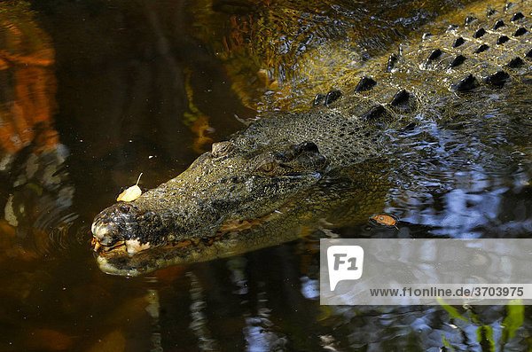 Salzwasserkrokodil  Leistenkrokodil (Crocodylus porosus)  Queensland  Australien