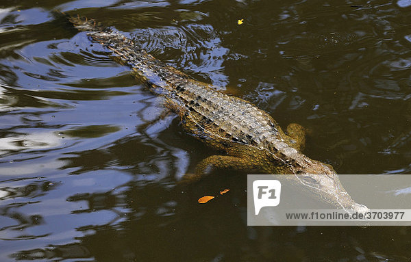Süßwasserkrokodil  Australien-Krokodil (Crocodylus johnsoni)  Northern Territory Australien