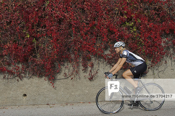 Rennrad-Fahrerin vor Weinlaub auf der Südtiroler Weinstraße  Kalterer See  Südtirol  Italien  Europa