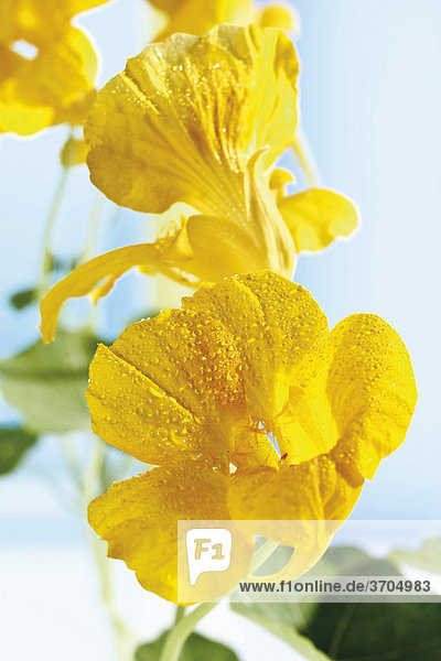 Gelbe Kapuzinerkresse Blüte