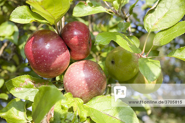 Apples (Malus domestica) from organic farming