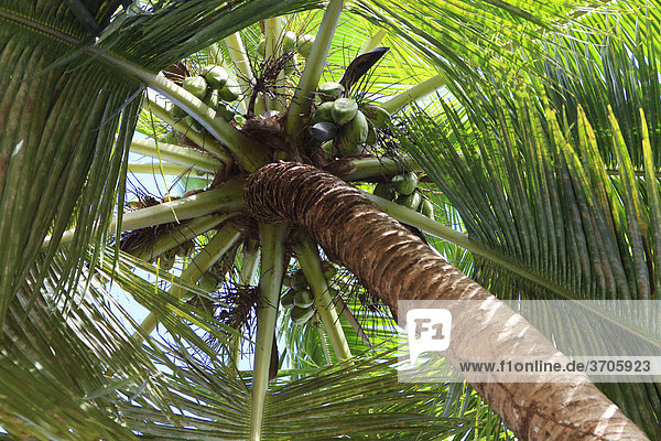 Kokospalme (Cocos nucifera)