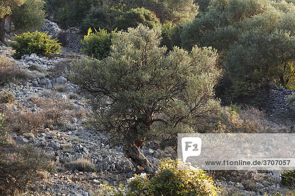 Olivenbaum  Olivenhain Lun  Insel Pag  Dalmatien  Adria  Kroatien  Europa