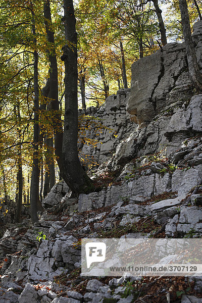 Herbstlicher Buchenwald mit Felsen  Nationalpark Risnjak  Gorski Kotar  Kroatien  Europa
