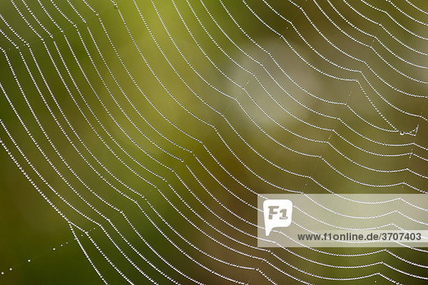 Spinnennetz einer Radnetzspinne mit Tautropfen  Bayern  Deutschland