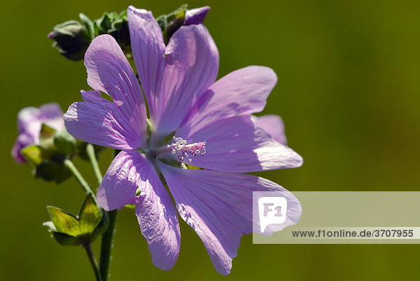 Wilde Malve  auch Große Käsepappel (Malva sylvestris)