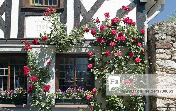 Roses at a half-timbered house  Germany