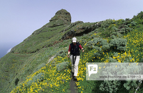 Wanderin in einem gelben Blumenmeer vor dem Roque de Taborno  Taborno  Teneriffa  Kanarische Inseln  Spanien  Europa