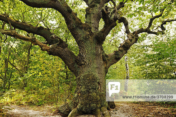 Jahrhunderte alte Eiche (Quercus) im Naturschutzgebiet Insel Vilm im Biosphärenreservat Südost-Rügen  Insel Rügen  Mecklenburg-Vorpommern  Deutschland  Europa