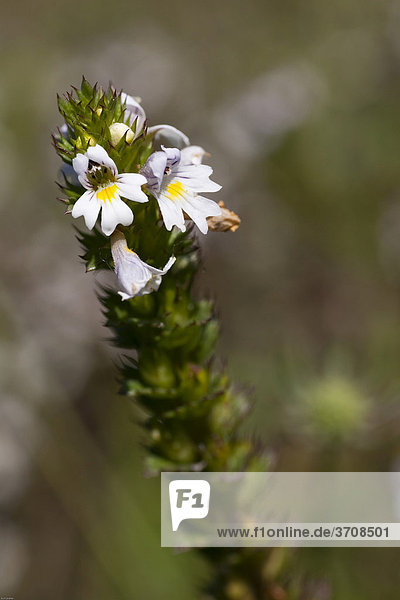 Augentrost (Euphrasia rostkoviana)  Nahaufnahme  Heilpflanze