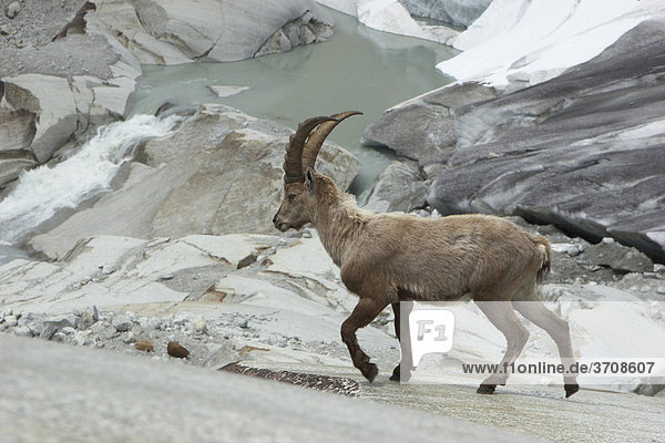 Alpensteinbock (Capra ibex) am Rhone-Gletscher  Kanton Wallis  Schweiz  Europa Kanton Wallis