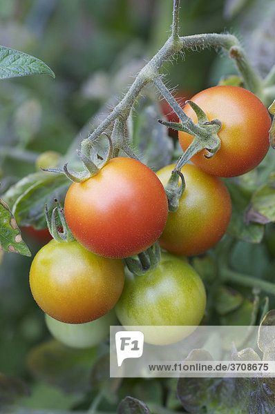 Tomaten am Stock in unterschiedlichen Reifegraden