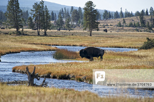 Büffel in der Fountain Flat  Yellowstone Nationalpark  Wyoming  USA