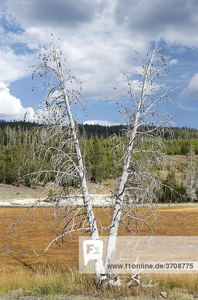 Abgestorbene Bäume am Upper Geyser Basin  Yellowstone Nationalpark  Wyoming  USA
