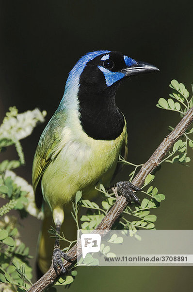 Grünhäher (Cyanocorax yncas)  Altvogel auf blühender Katzenklauen-Akazie (Acacia greggii)  Willacy County  Rio Grande-Tal  Texas  USA