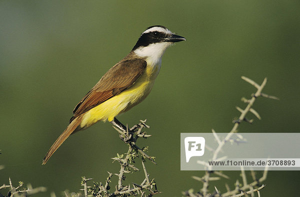 Schwefeltyrann (Pitangus sulphuratus)  Altvogel  Starr County  Rio Grande-Tal  Texas  USA