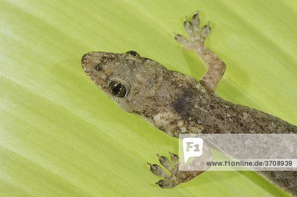 Indo-Pacific Gecko Halbfinger-Gecko Hemidactylus Garnotii , Alttier Auf ...