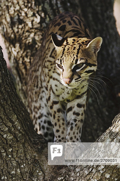 Ozelot (Leopardus pardalis)  in Gefangenschaft  Weibchen auf Mesquite-Baum  Sinton  Texas  USA