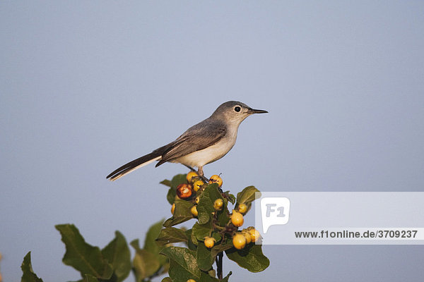 Blaumuckenfanger Polioptila Caerulea Altvogel Sinton Corpus Christi Texas Usa