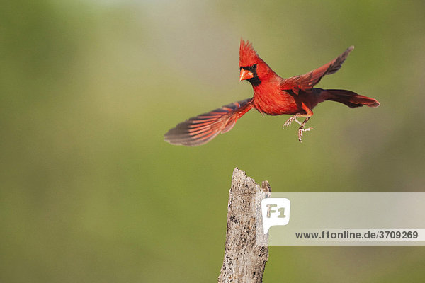 Rotkardinal (cardinalis cardinalis)  Altvogel fliegt hoch  Sinton  Corpus Christi  Texas  USA