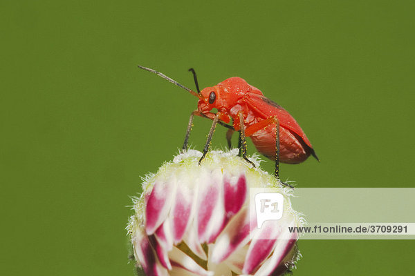 Schnabelkerfe (Hemiptera)  Alttier auf Blüte  Sinton  Corpus Christi  Texas  USA