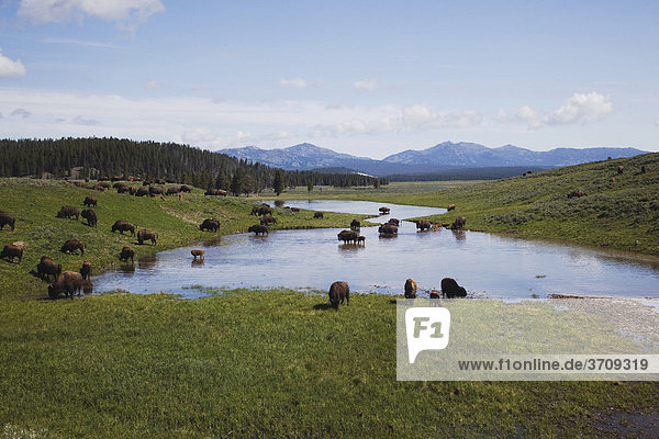 Amerikanischer Bison  Büffel (Bison bison)  Herde  Yellowstone Nationalpark  Wyoming  USA