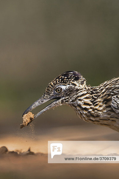 Wegekuckuck (Geococcyx californianus)  Altvogel beim Staubbad  Starr County  Rio Grande Tal  Texas  USA
