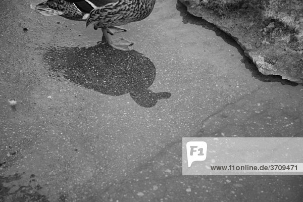Schatten einer Ente im Bastejkalns-Park  Riga  Lettland  Baltikum  Nordeuropa