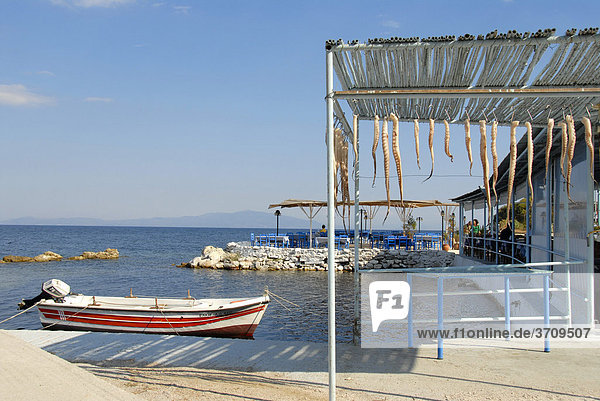 Arme mit Saugnäpfen von Kraken  Tintenfischen (Octopus) aufgehängt  Motorboot an Küste  Agios Ioanis bei Mytilini  Insel Lesbos  Ägäis  Griechenland  Europa