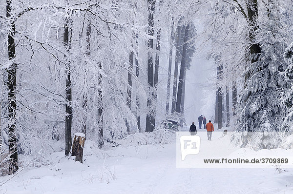 Spaziergänger im tief verschneiten Wald  Lindenberg  Muri  Schweiz  Europa