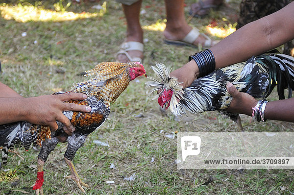 Cockfighting in Bali  Indonesia  Southeast Asia