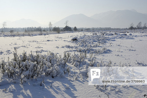 Frisch verschneite Moorlandschaft im Voralpenland  bei Rosenheim  Inntal  Bayern Deutschland  Europa